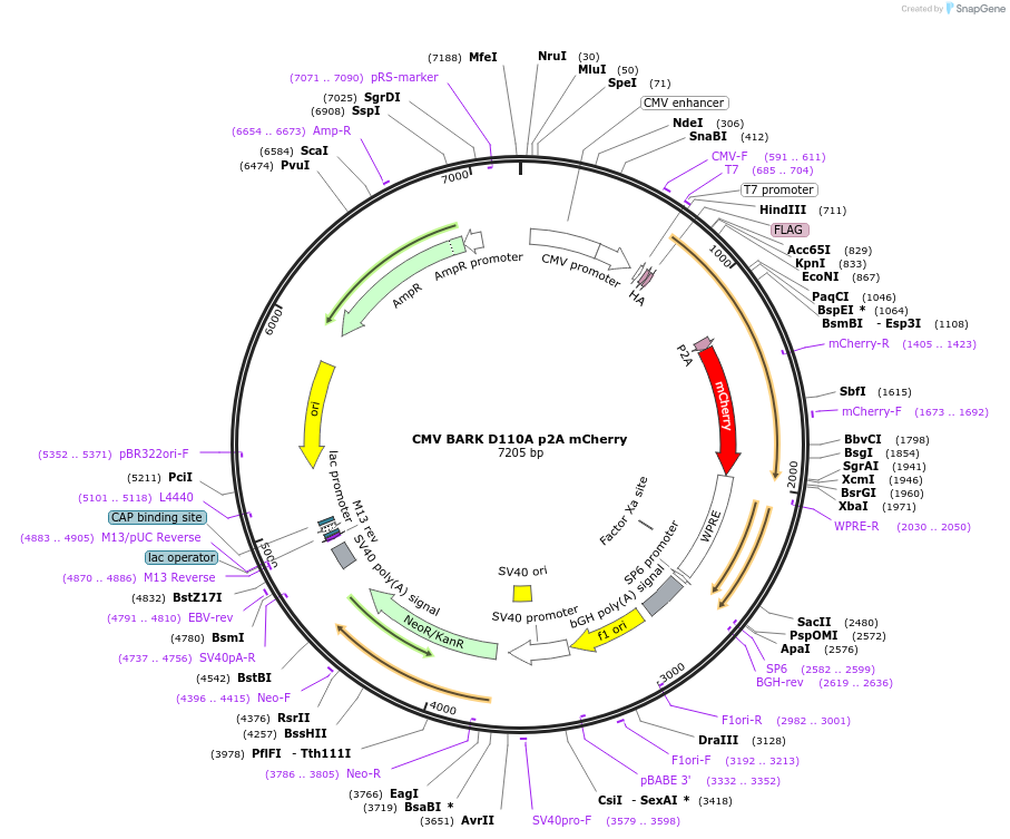 117690-plasmid-map-sequence-id-227772