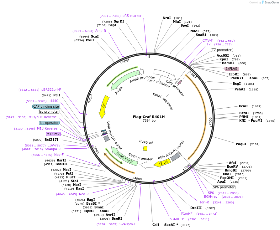 118334-plasmid-map-sequence-id-227776