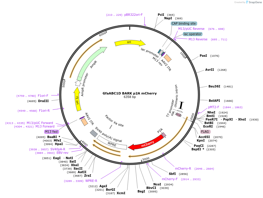 117691-plasmid-map-sequence-id-227778