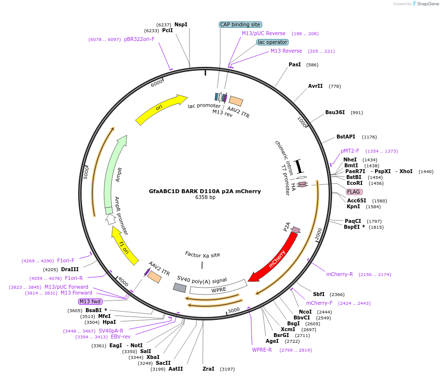 117692-plasmid-map-sequence-id-227783