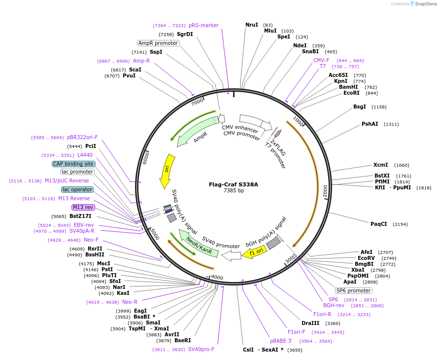 118335-plasmid-map-sequence-id-227786