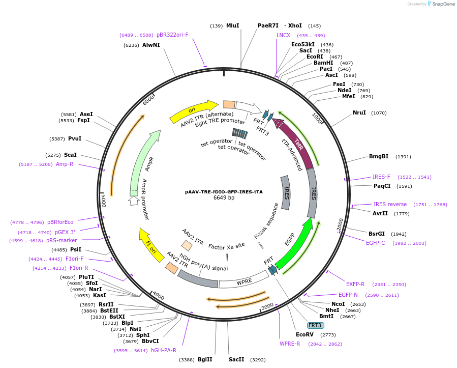 118026-plasmid-map-sequence-id-227787