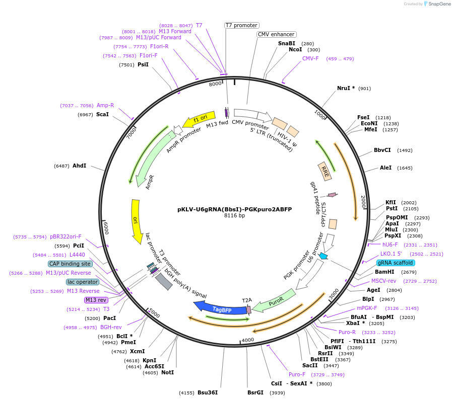 50946-plasmid-map-sequence-id-227788