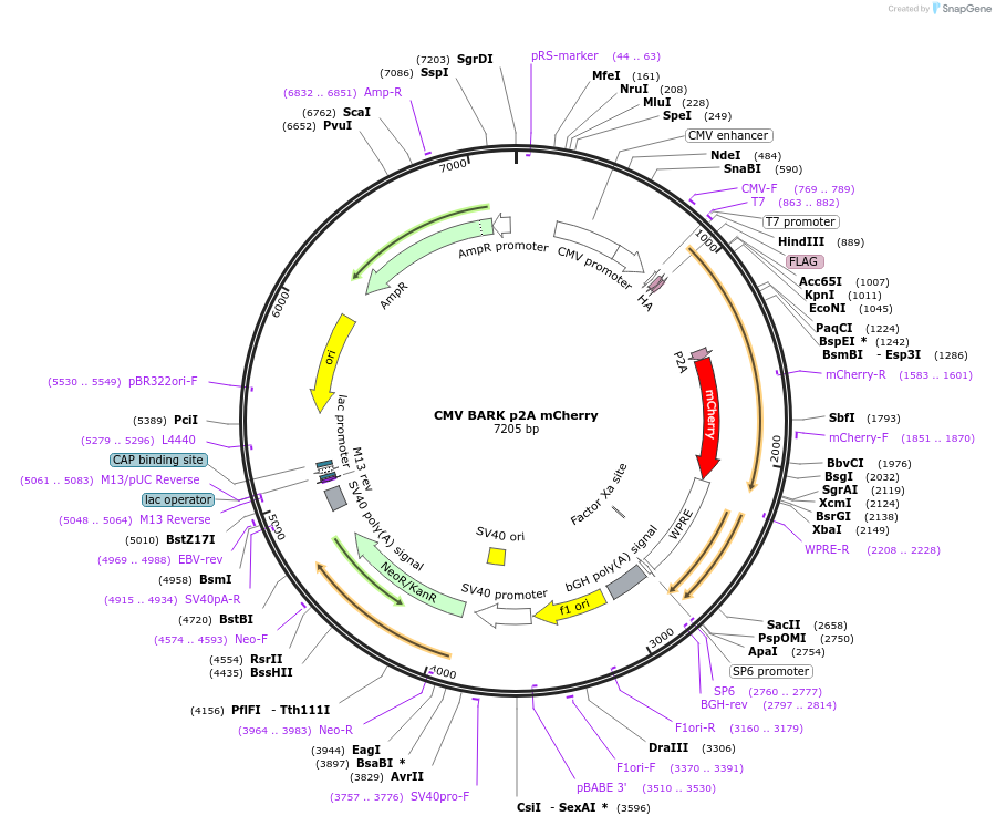 117689-plasmid-map-sequence-id-227804