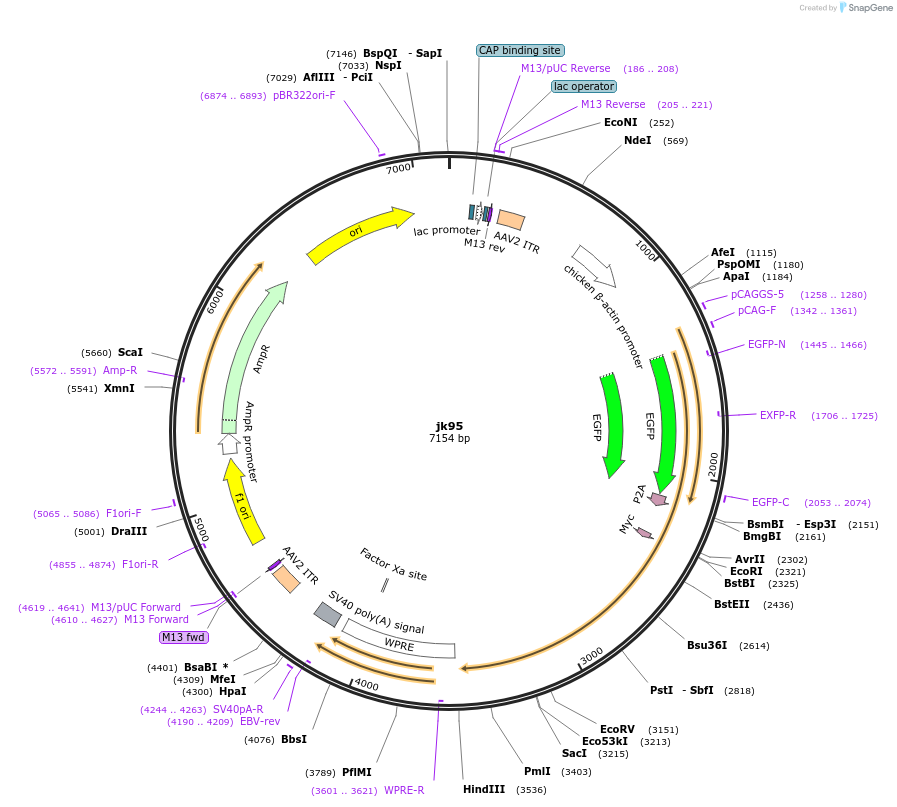 120176-plasmid-map-sequence-id-227831