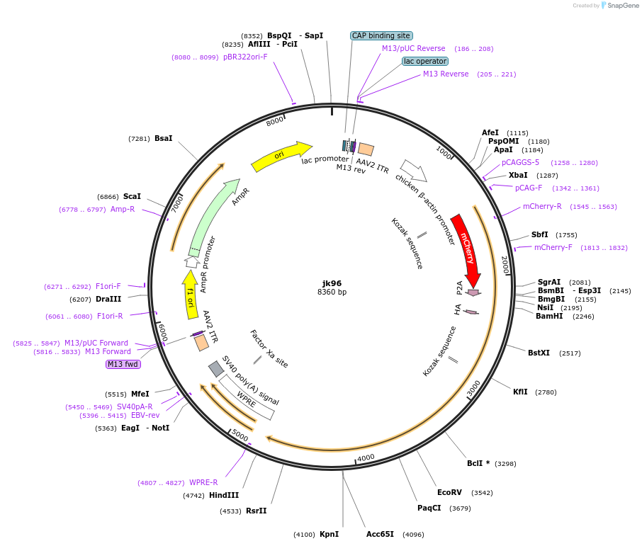 120177-plasmid-map-sequence-id-227832
