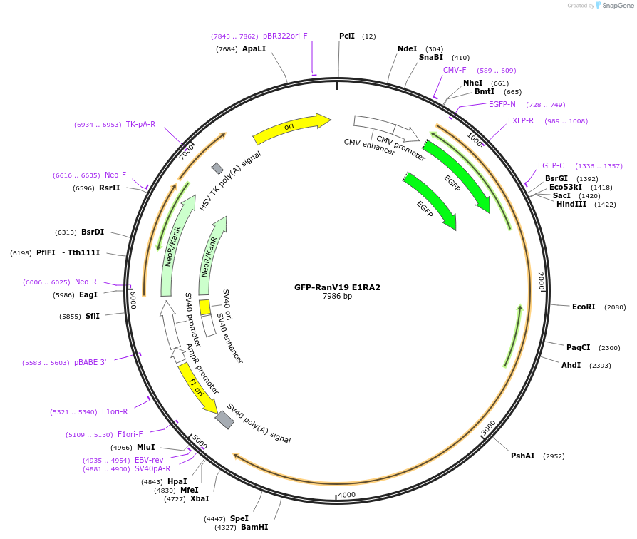 118317-plasmid-map-sequence-id-227882