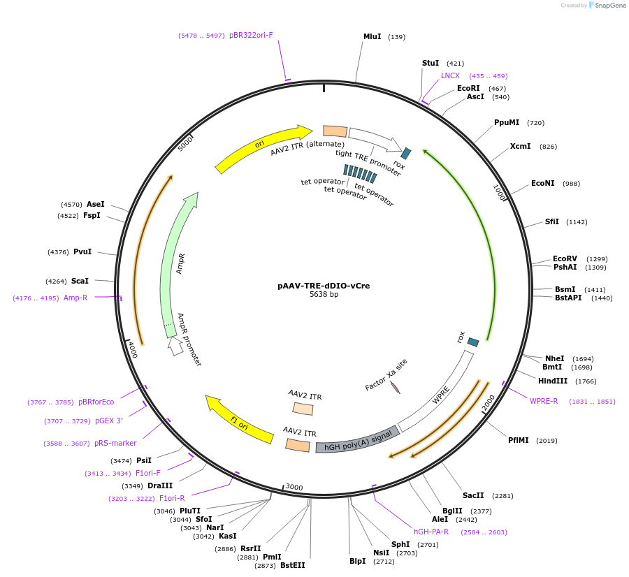 118029-plasmid-map-sequence-id-227884