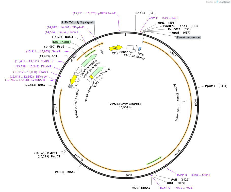 118760-plasmid-map-sequence-id-227895