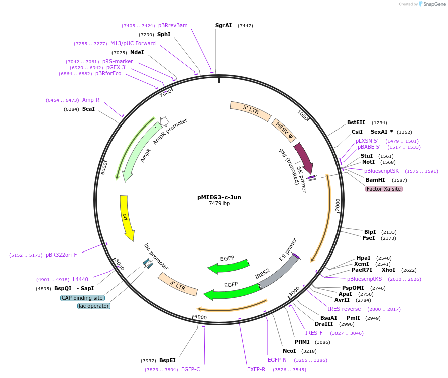 40348-plasmid-map-sequence-id-227908