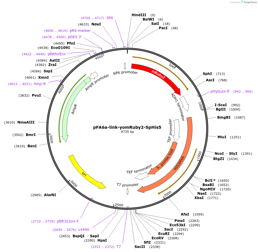 44858-plasmid-map-sequence-id-227916