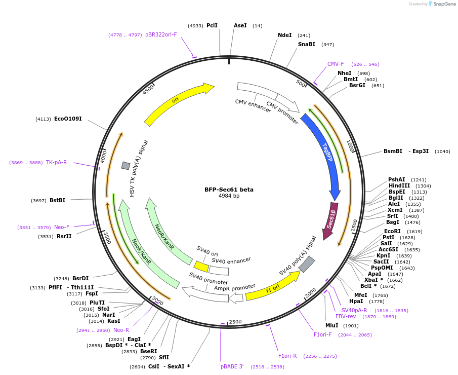 49154-plasmid-map-sequence-id-227923