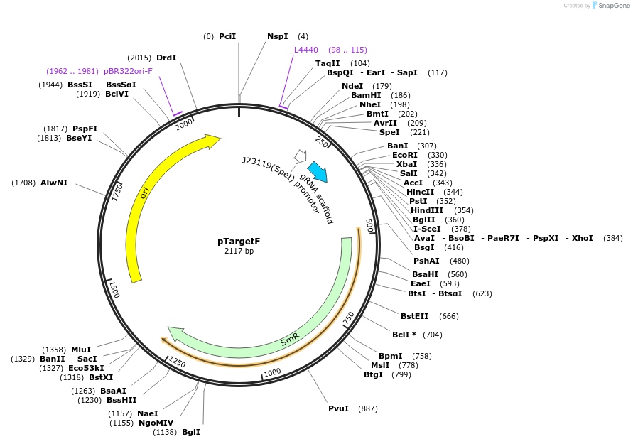 62226-plasmid-map-sequence-id-227924
