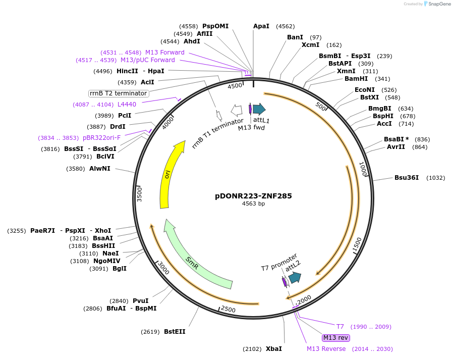 88760-plasmid-map-sequence-id-227934