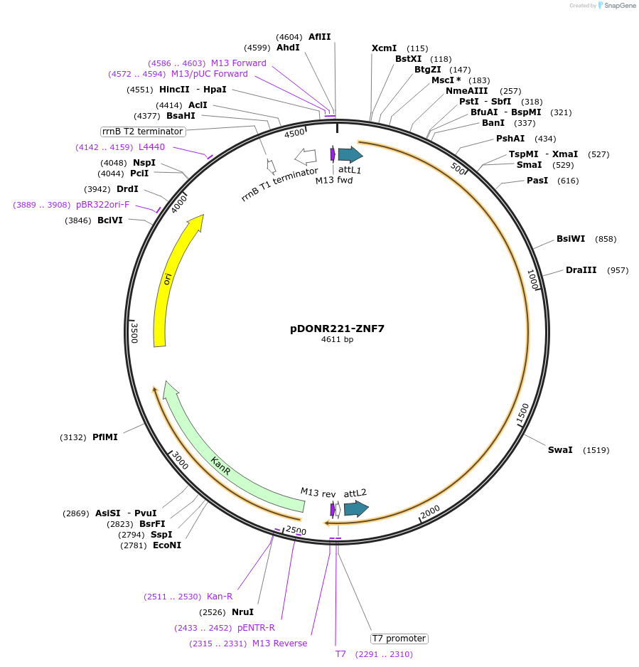 88817-plasmid-map-sequence-id-227968
