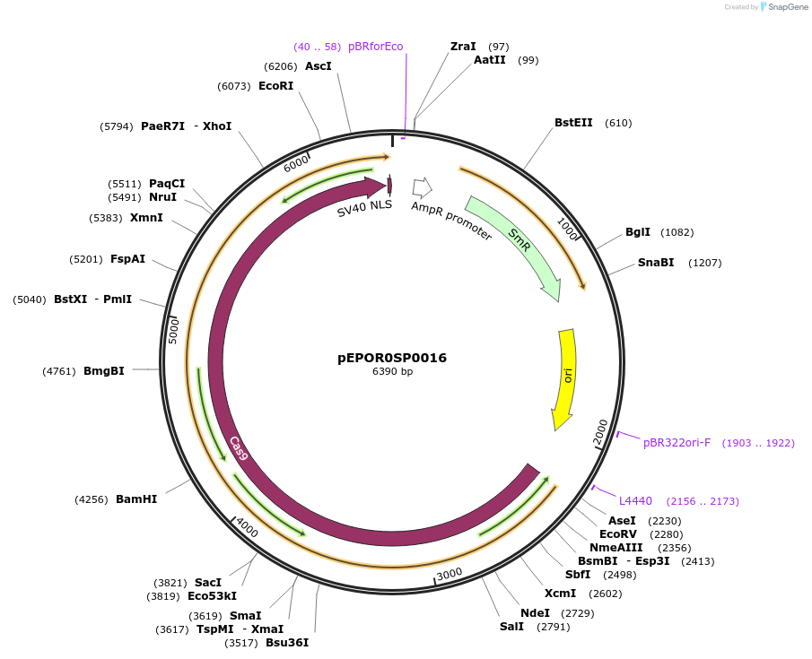 117526-plasmid-map-sequence-id-227991