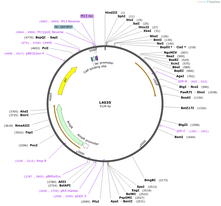 1618-plasmid-map-sequence-id-228