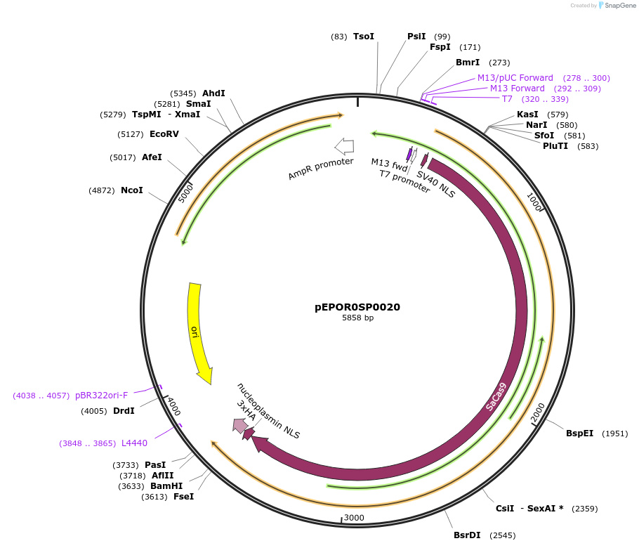117531-plasmid-map-sequence-id-228010