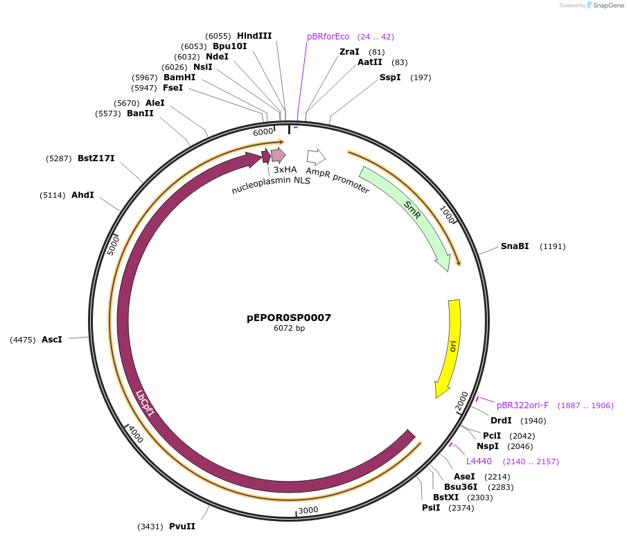 117534-plasmid-map-sequence-id-228024