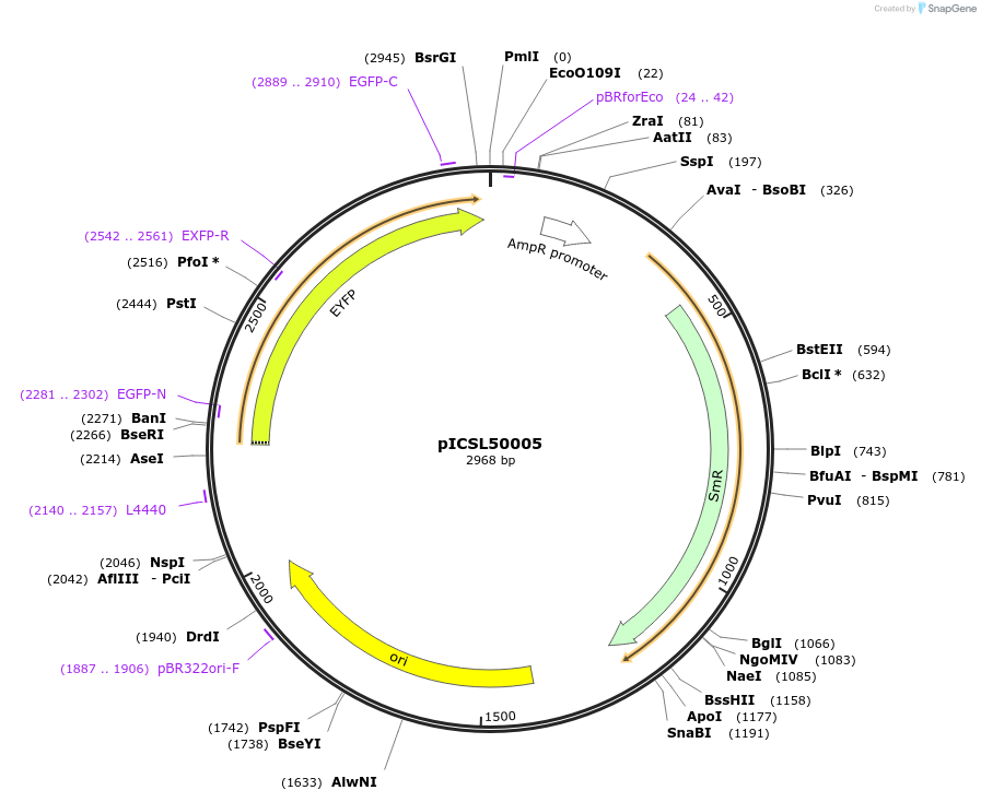 117536-plasmid-map-sequence-id-228025