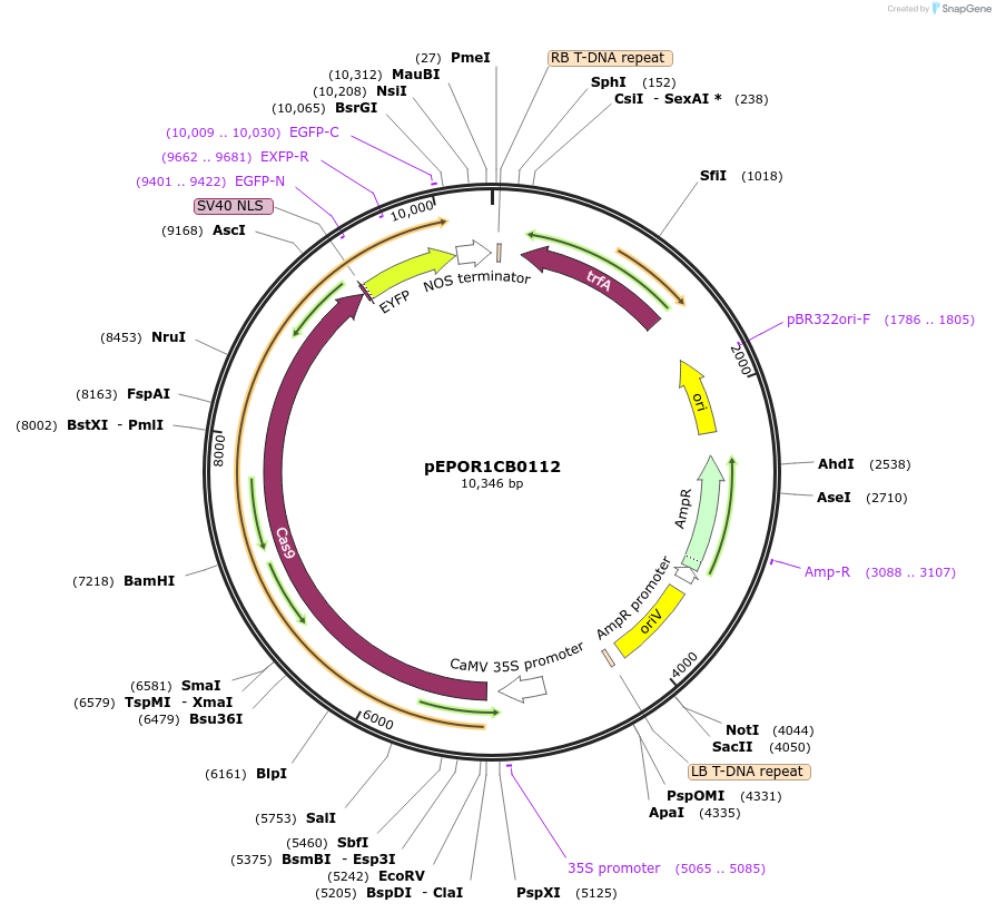 117548-plasmid-map-sequence-id-228086