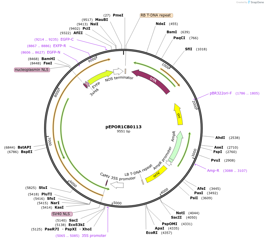 117552-plasmid-map-sequence-id-228090