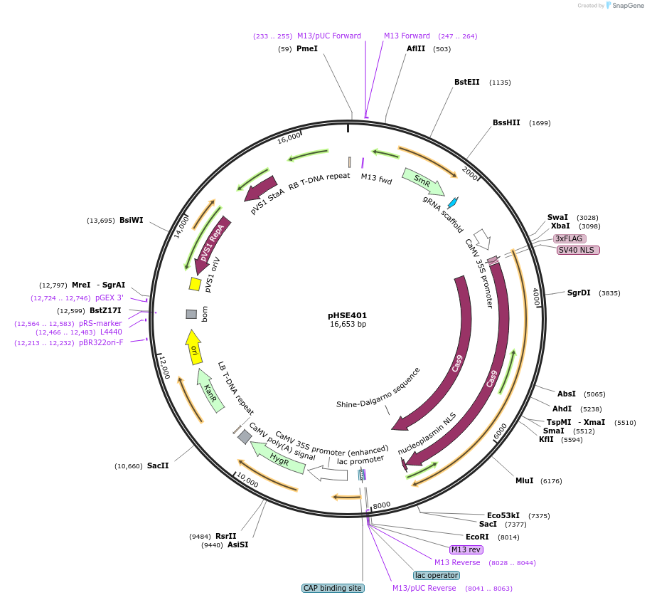 62201-plasmid-map-sequence-id-228092
