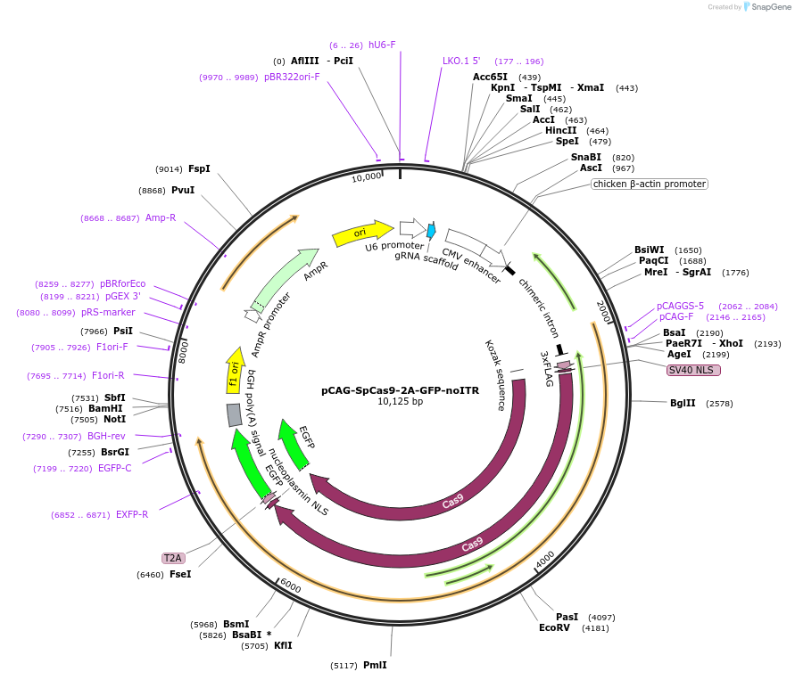 118415-plasmid-map-sequence-id-228093