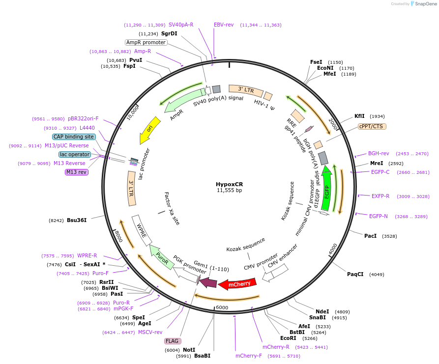 59946-plasmid-map-sequence-id-228094