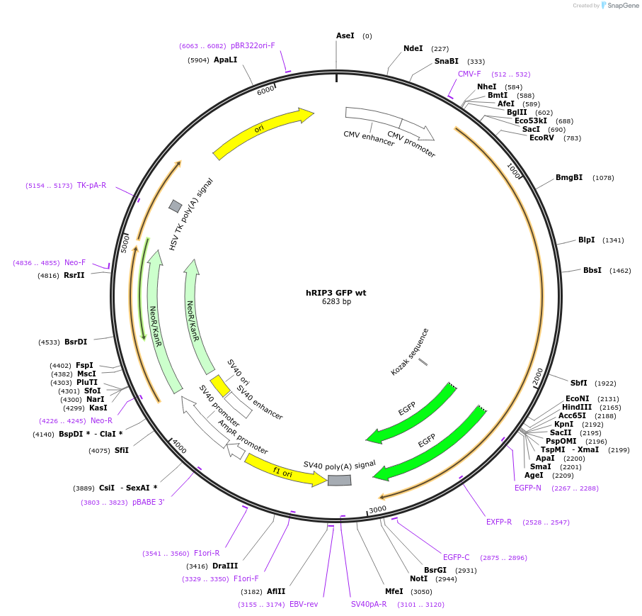 41387-plasmid-map-sequence-id-228101