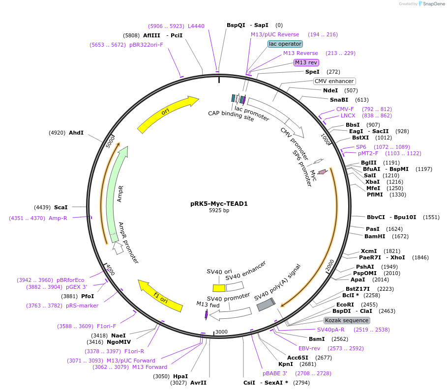 33109-plasmid-map-sequence-id-228103