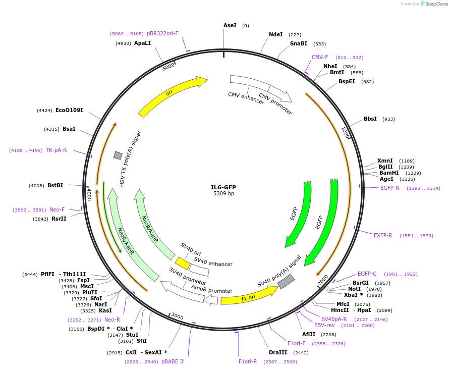 28088-plasmid-map-sequence-id-228109