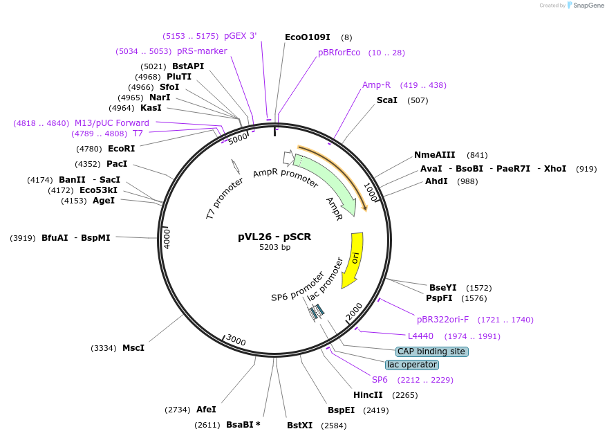 116021-plasmid-map-sequence-id-228178