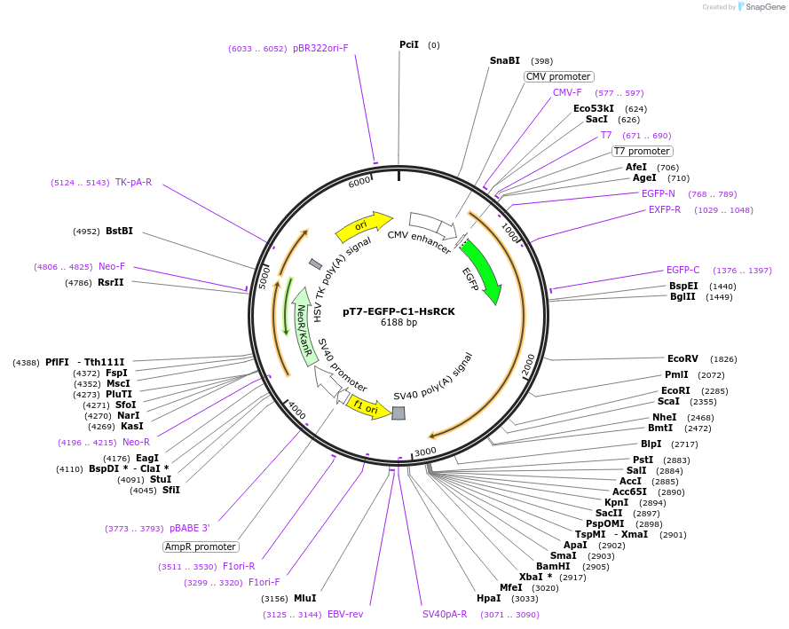25033-plasmid-map-sequence-id-228183