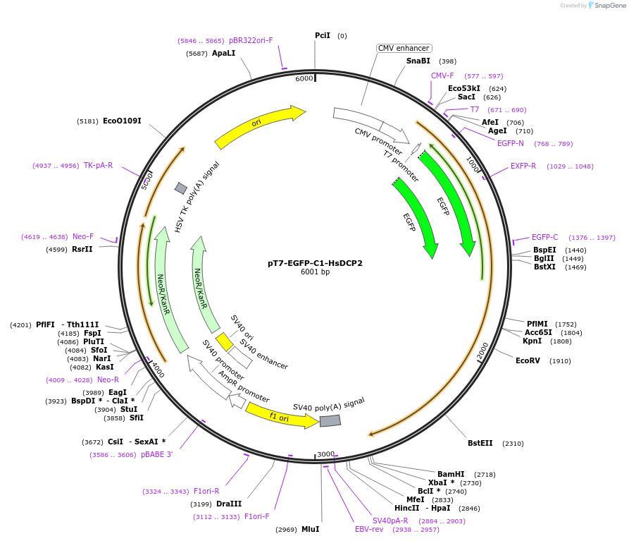 25031-plasmid-map-sequence-id-228186