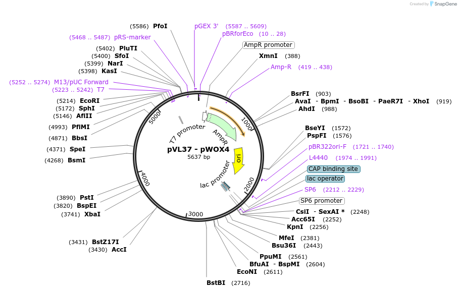 116024-plasmid-map-sequence-id-228187