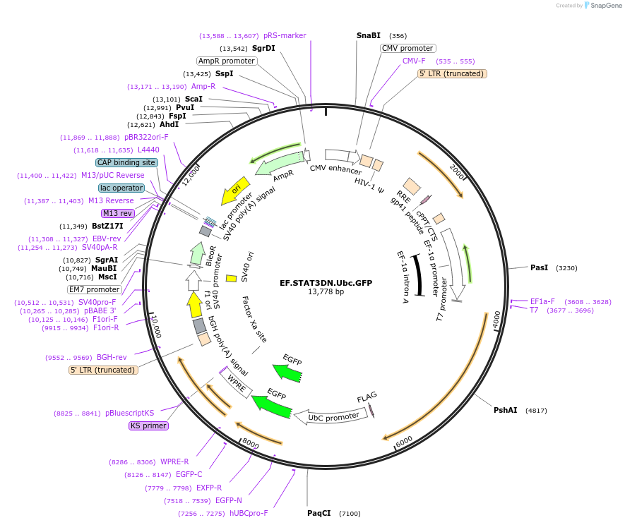 24984-plasmid-map-sequence-id-228189