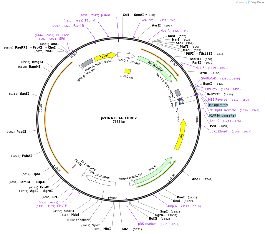 22975-plasmid-map-sequence-id-228195