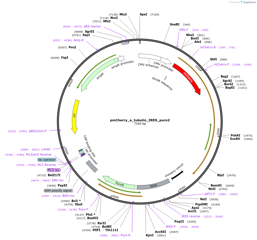 21043-plasmid-map-sequence-id-228205