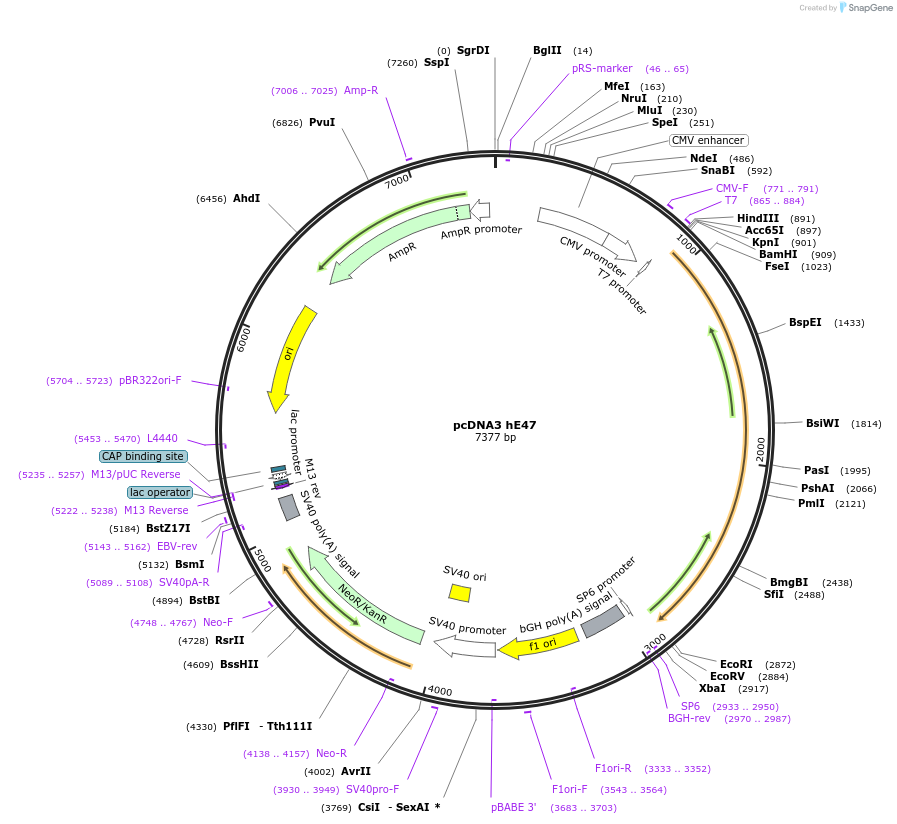 16059-plasmid-map-sequence-id-228210