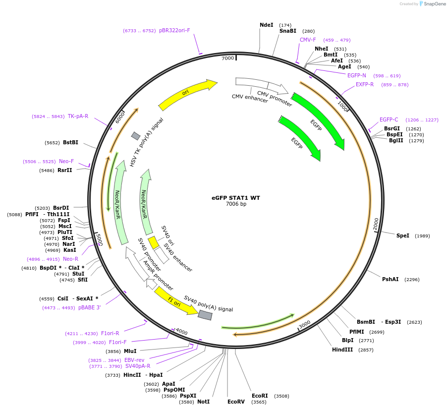 12301-plasmid-map-sequence-id-228218