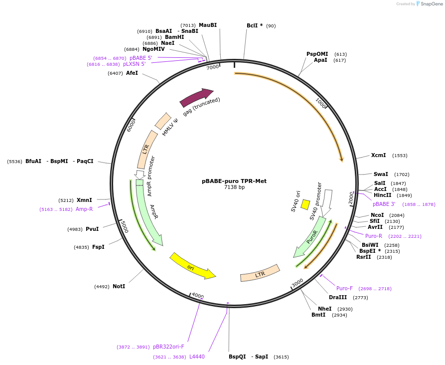 10902-plasmid-map-sequence-id-228220