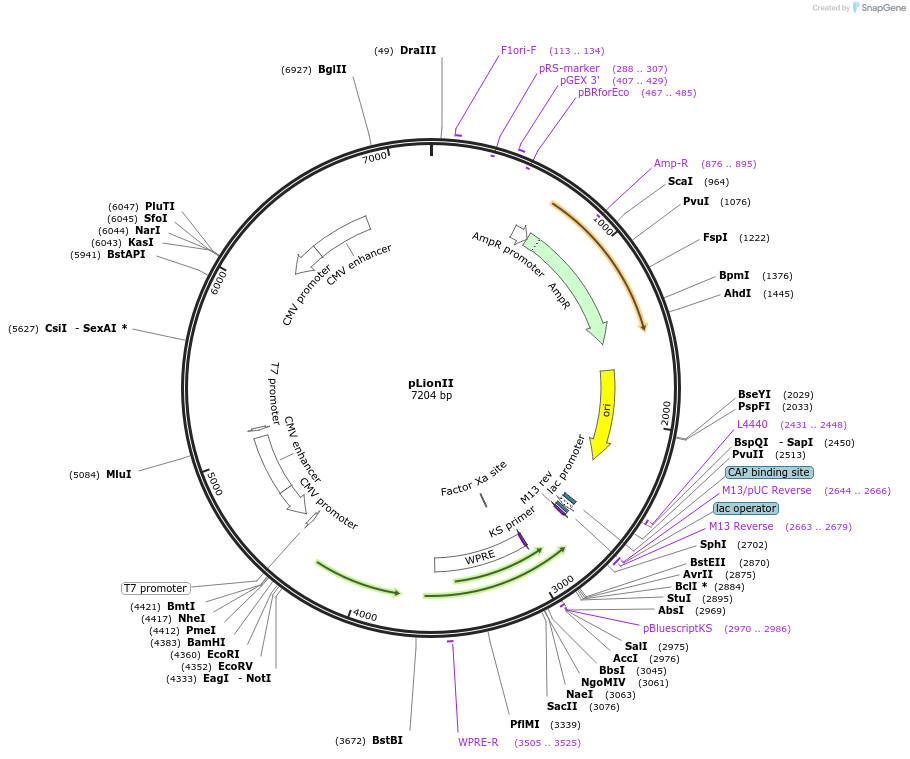 1730-plasmid-map-sequence-id-228221