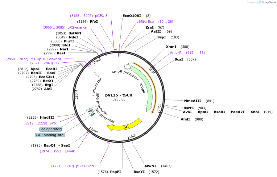 116030-plasmid-map-sequence-id-228222