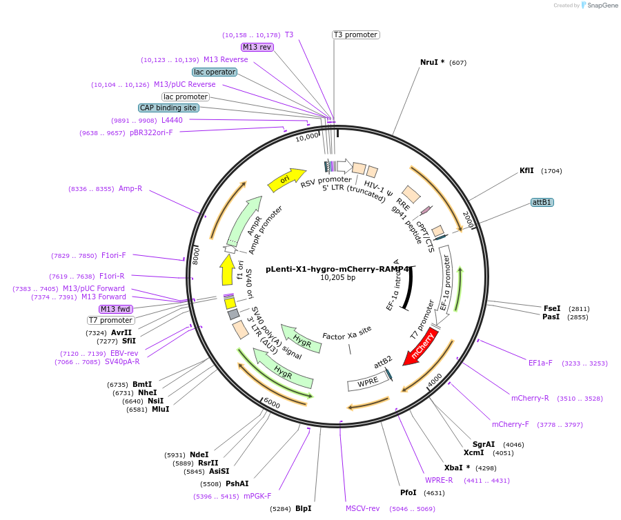118391-plasmid-map-sequence-id-228238
