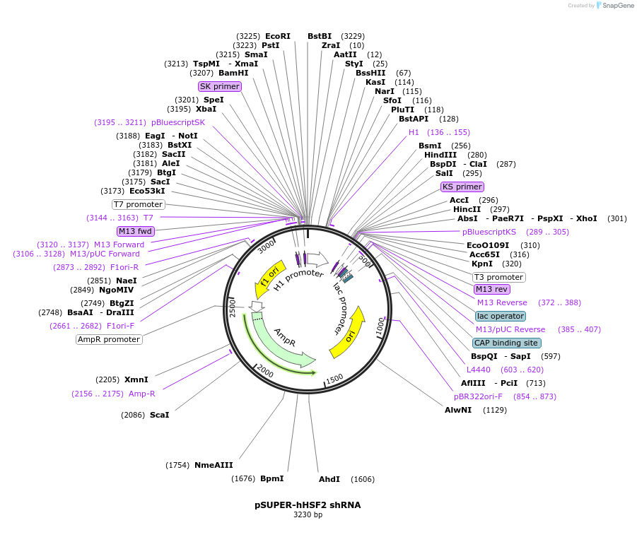 118346-plasmid-map-sequence-id-228241