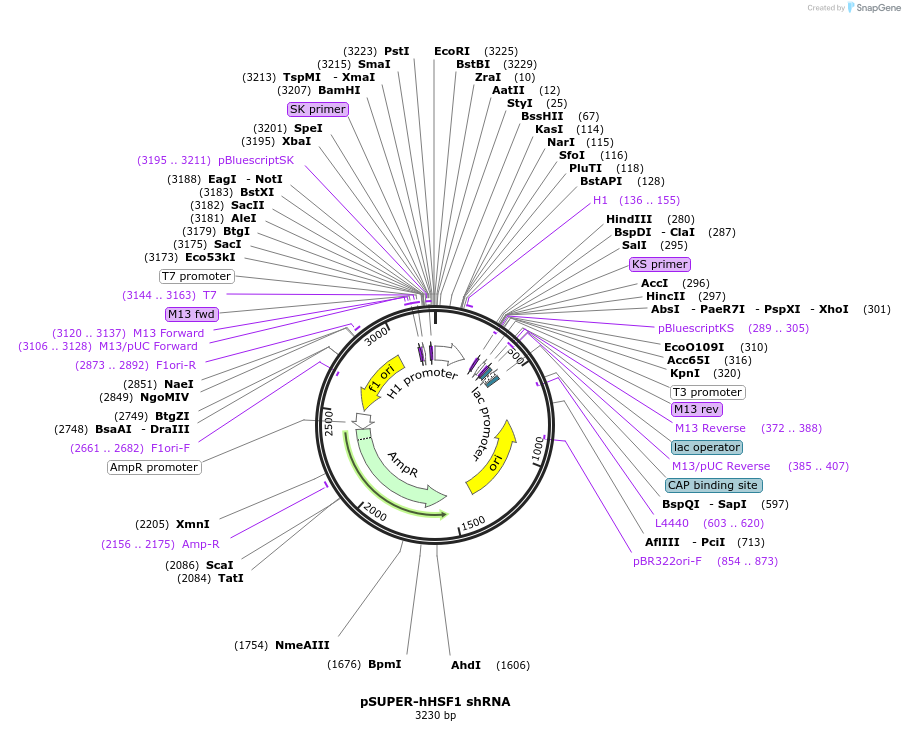 118345-plasmid-map-sequence-id-228242