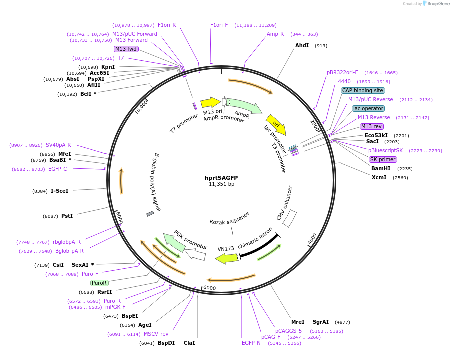 41594-plasmid-map-sequence-id-228244