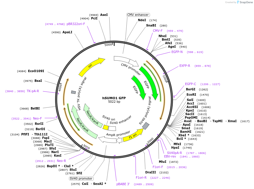 118360-plasmid-map-sequence-id-228247