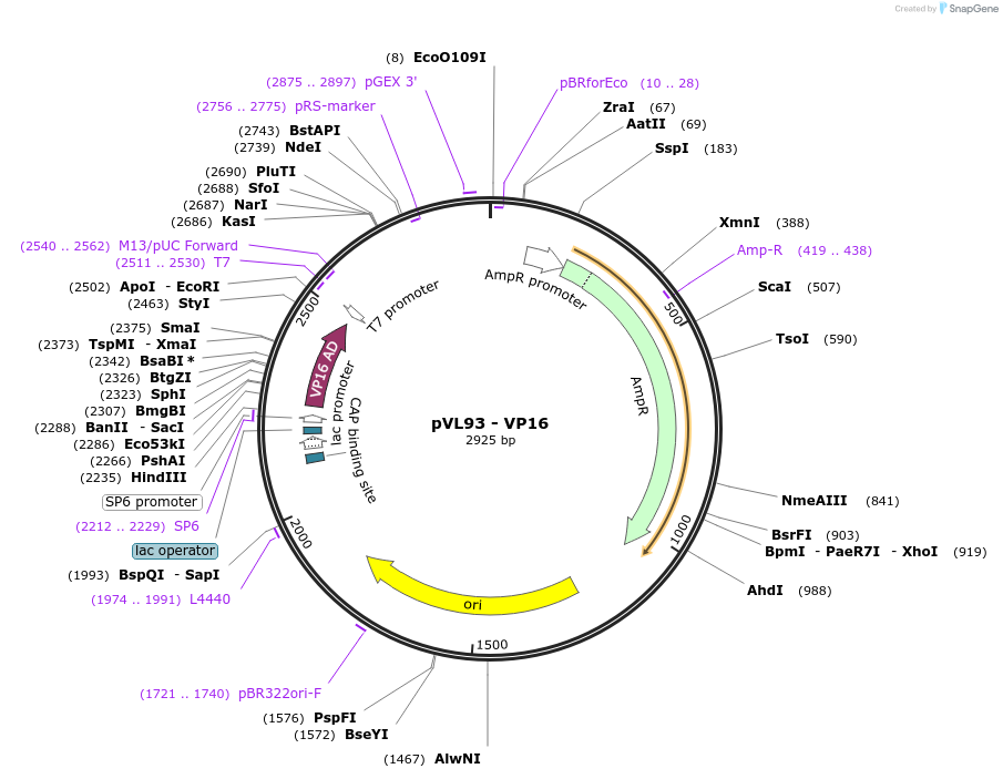 116036-plasmid-map-sequence-id-228261